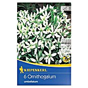 Kiepenkerl Sommerblumenzwiebeln Milchstern (Ornithogalum umbellatum, 6 Stk.) | BAUHAUS