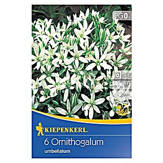 Kiepenkerl Sommerblumenzwiebeln Milchstern (Ornithogalum umbellatum, 6 Stk.)