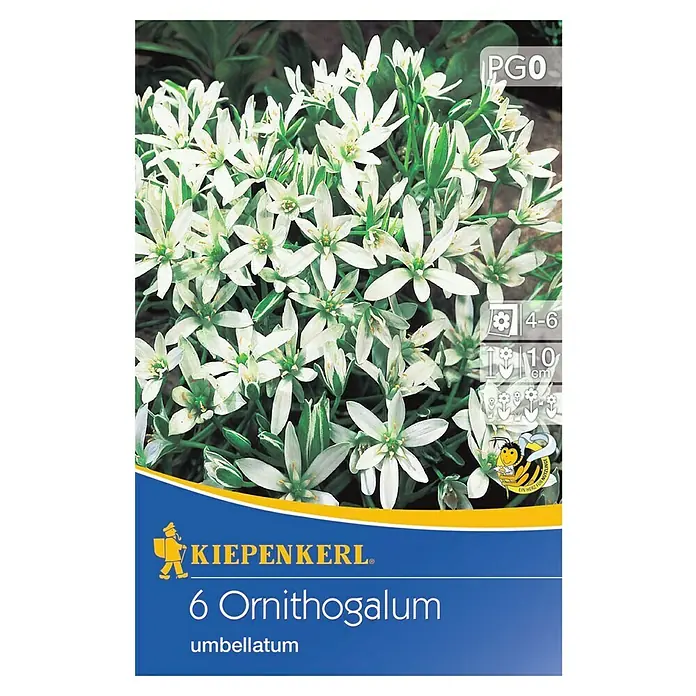 Kiepenkerl Blumenzwiebeln Milchstern - Ornithogalum umbellatum, 6 Stk. - Produktbild von Kiepenkerl 6 Ornithogalum umbellatum Blumenzwiebeln mit weißen, sternförmigen Blüten und grünen Blättern, ideal für den Garten.