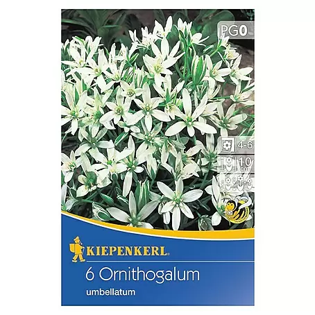 Kiepenkerl  Sommerblumenzwiebeln Milchstern