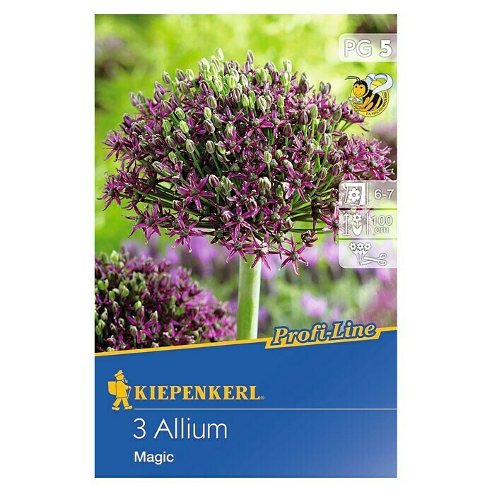 Kiepenkerl Profi-Line Sommerblumenzwiebeln Zierlauch 'Magic'Allium 'Magic', 3 Stk. Front View