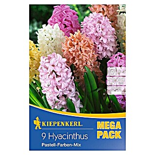 Kiepenkerl Frühlingsblumenzwiebeln Hyazinthen Pastell-Farben-Mix (Hyacinthus, 9 Stk.)