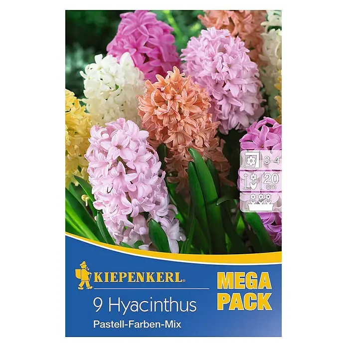 Kiepenkerl Blumenzwiebeln Hyazinthen Pastell-Farben-Mix - Hyacinthus, 9 Stk. - Abbildung einer Packung mit 9 Hyazinthen in Pastellfarben-Mix, ideal für farbenfrohe Frühlingsbeete und Balkonkästen.
