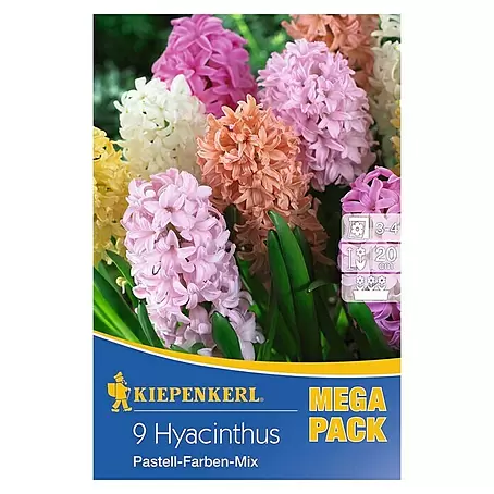 Kiepenkerl  Frühlingsblumenzwiebeln Hyazinthen Pastell-Farben-Mix