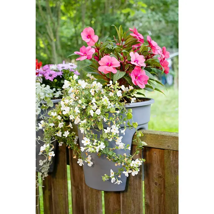 KHW Geländertopf Flowerclip - Außenmaß (Ø x H): 27 x 27,5 cm, Kunststoff, Grau - Blumenkästen mit rosa und weißen Blüten hängen an einem Holzzaun und bringen Farbe in den Garten.