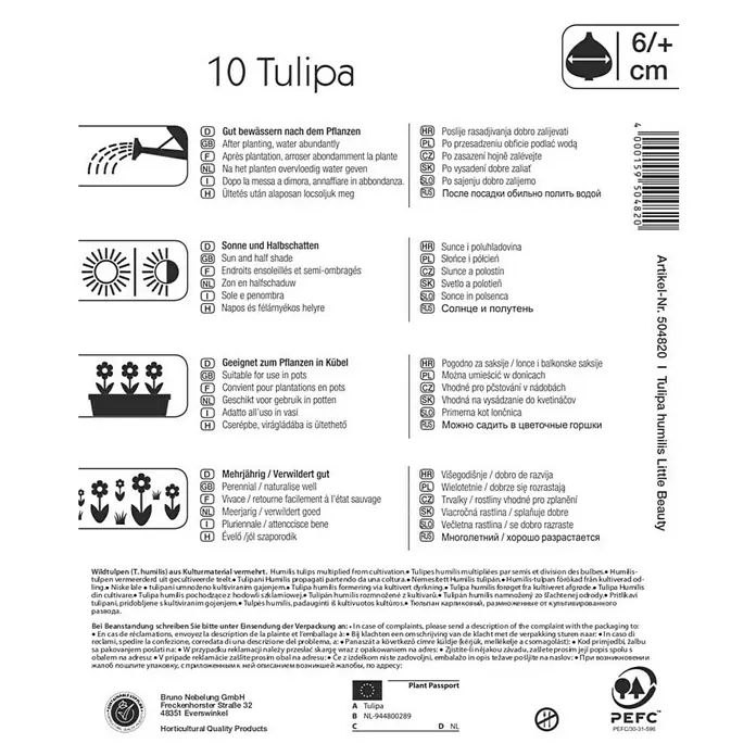 Kiepenkerl Blumenzwiebeln Tulpe 'Little Beauty' - Tulipa x hybride - Informationen zu Tulipa humilis Little Beauty: Standort, Pflege und ob die Tulpe für die Pflanzung in Töpfen geeignet ist.