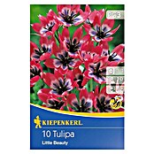 Kiepenkerl Frühlingsblumenzwiebeln Tulpe 'Little Beauty' (Tulipa x hybride) | BAUHAUS