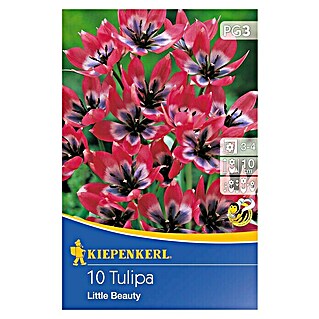 Kiepenkerl Frühlingsblumenzwiebeln Tulpe 'Little Beauty' (Tulipa x hybride)