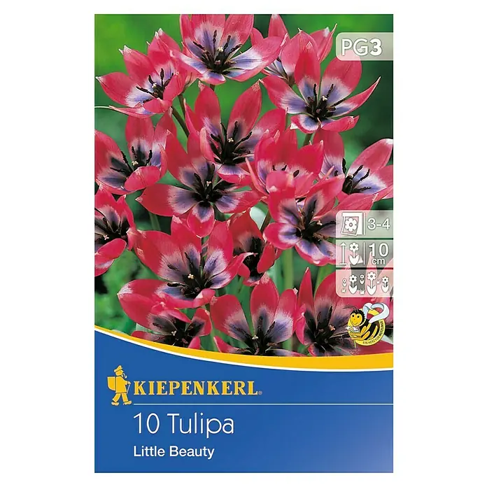 Kiepenkerl Blumenzwiebeln Tulpe 'Little Beauty' - Tulipa x hybride - Packung mit 10 "Little Beauty" Tulpen. Eine wunderschöne und kleinwüchsige Tulpensorte mit roten Blütenblättern und einem violetten Zentrum.
