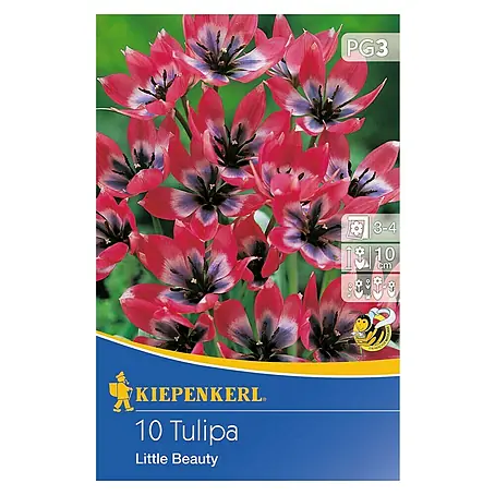 Kiepenkerl  Blumenzwiebeln Tulpe 'Little Beauty'