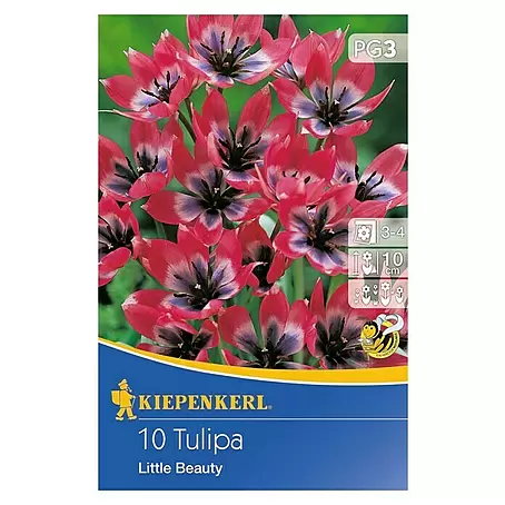 Kiepenkerl  Frühlingsblumenzwiebeln Tulpe 'Little Beauty'