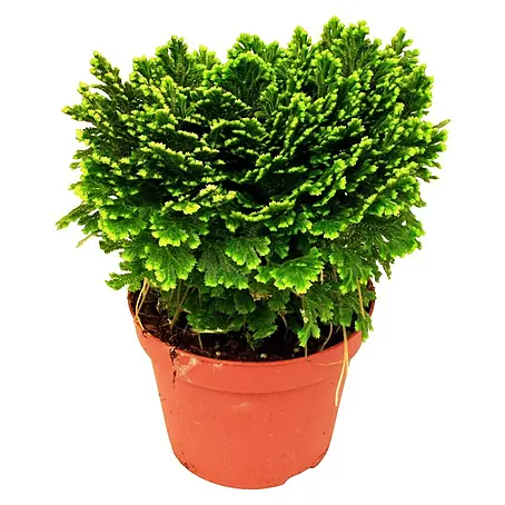 Piardino  Selaginela