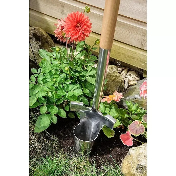 Kent & Stowe Hand-Blumenzwiebelpflanzer - Langstiel, Durchmesser: 6 cm - Pflanzzwiebelstecher aus Edelstahl mit Holzgriff, teilweise in Gartenerde neben Dahlienblüten gesteckt.