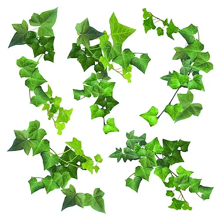 Vinilo de pared Hiedra Verde