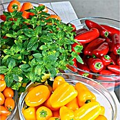 Piardino Paprika Bio (Capsicum annuum 'Lubega® Mini Yellow', 10,5 cm, Erntezeit: August, Farbe Frucht: Gelb) | BAUHAUS