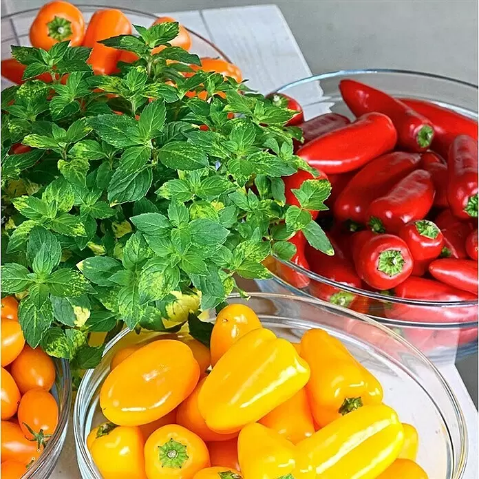 Piardino Paprika Bio - Capsicum annuum 'Lubega® Mini Yellow', 10,5 cm, Erntezeit: August, Farbe Frucht: Gelb - Stimmungsaufnahme