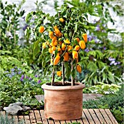 Piardino Paprika Bio (Capsicum annuum 'Lubega® Mini Yellow', 10,5 cm, Erntezeit: August, Farbe Frucht: Gelb) | BAUHAUS