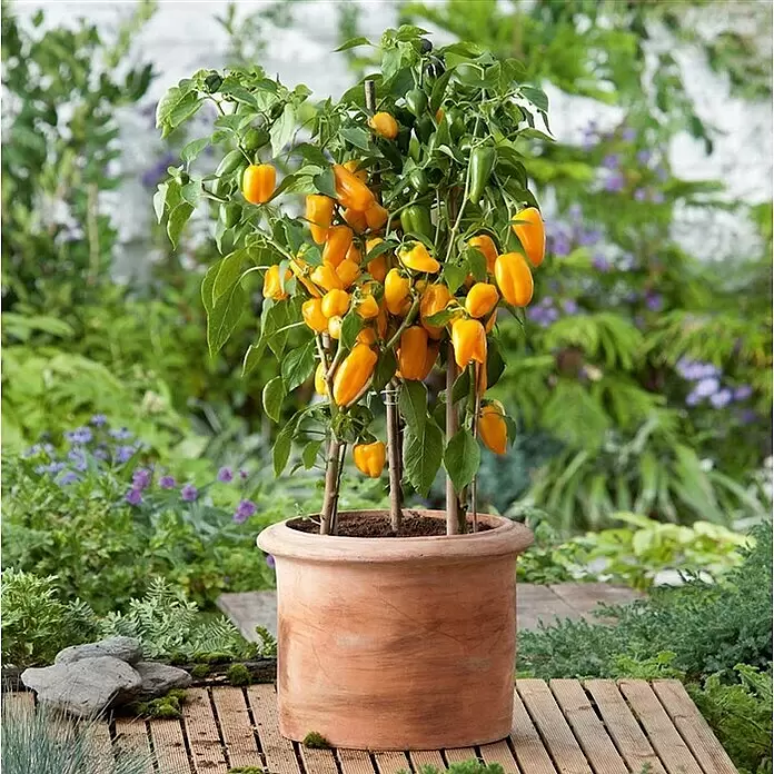 Piardino Paprika Bio - Capsicum annuum 'Lubega® Mini Yellow', 10,5 cm, Erntezeit: August, Farbe Frucht: Gelb - Stimmungsaufnahme