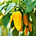 Piardino Paprika Bio 