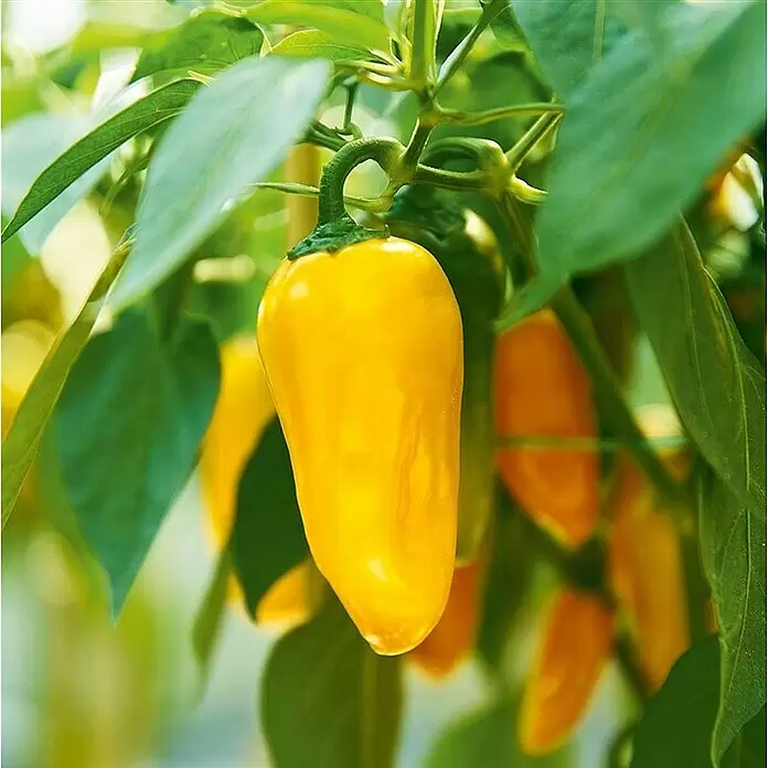 Piardino Paprika Lubega - Capsicum annuum, 19 cm, Erntezeit: Juni, Farbe Frucht: Gelb - Stimmungsaufnahme