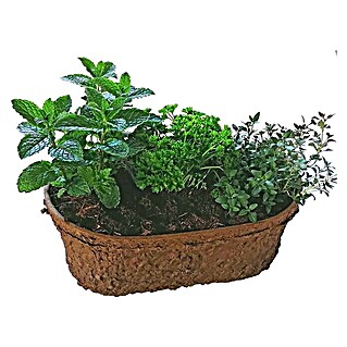 Gemüsepflanzen-Mix in kompostierbarer Schale (Kräuter)