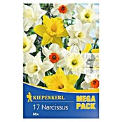 Kiepenkerl Frühlingsblumenzwiebeln Narzisse 'Mix' (Narcissus) | BAUHAUS