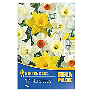 Kiepenkerl Frühlingsblumenzwiebeln Narzisse 'Mix' (Narcissus)