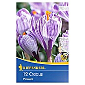 Kiepenkerl Frühlingsblumenzwiebeln Krokus 'Pickwick' (Crocus vernus 'Pickwick', 12 Stk.) | BAUHAUS