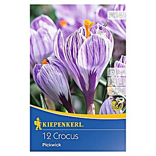 Kiepenkerl Frühlingsblumenzwiebeln Krokus 'Pickwick' (Crocus vernus 'Pickwick', 12 Stk.)