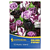 Kiepenkerl Frühlingsblumenzwiebeln Tulpenmix 'Mystic Island' (Tulipa hybride, 12 Stk.) | BAUHAUS