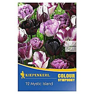 Kiepenkerl Frühlingsblumenzwiebeln Tulpenmix 'Mystic Island' (Tulipa hybride, 12 Stk.)