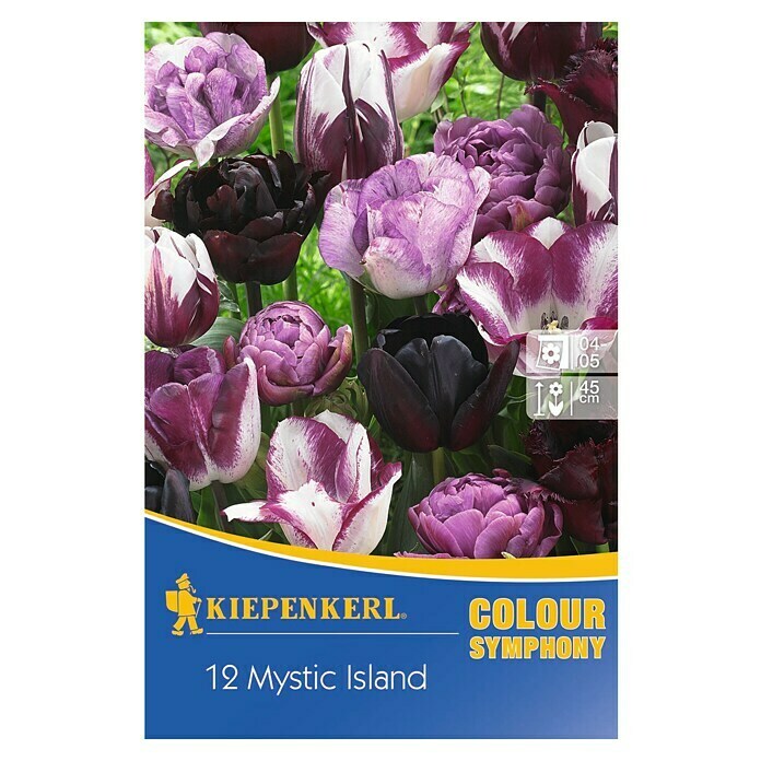 Kiepenkerl Frühlingsblumenzwiebeln Tulpenmix 'Mystic Island'Tulipa hybride, 12 Stk. Front View