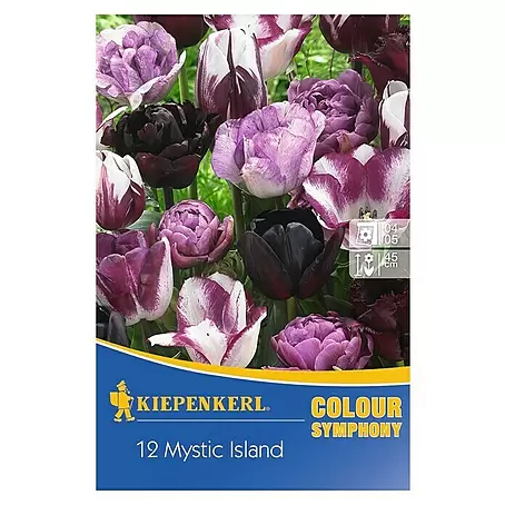 Kiepenkerl  Frühlingsblumenzwiebeln Tulpenmix 'Mystic Island'