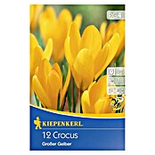 Kiepenkerl Frühlingsblumenzwiebeln Krokus 'Großer Gelber' (Crocus vernus 'Großer Gelber', 12 Stk.) | BAUHAUS