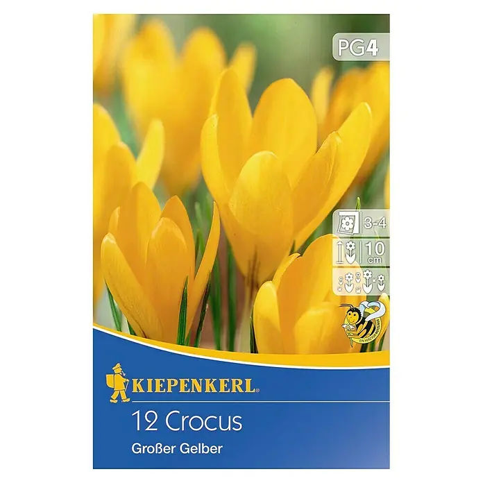 Kiepenkerl Blumenzwiebeln Krokus 'Großer Gelber' - Crocus vernus 'Großer Gelber', 12 Stk. - Nahaufnahme der Verpackung von 12 Krokussen 'Großer Gelber' mit gelben Krokusblüten und dem Kiepenkerl-Logo.