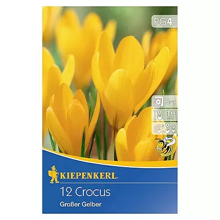 Kiepenkerl  Frühlingsblumenzwiebeln Krokus 'Großer Gelber'