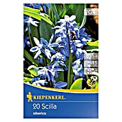 Kiepenkerl Frühlingsblumenzwiebeln Sibirisches Blausternchen (Scilla siberica, 20 Stk.) | BAUHAUS