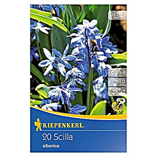 Kiepenkerl Frühlingsblumenzwiebeln Sibirisches Blausternchen (Scilla siberica, 20 Stk.)