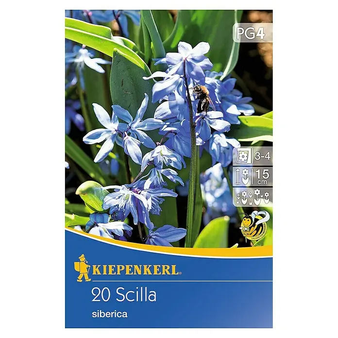 Kiepenkerl Blumenzwiebeln Sibirisches Blausternchen - Scilla siberica, 20 Stk. - Packung mit 20 Scilla siberica Blumenzwiebeln der Marke Kiepenkerl, ideal für farbenfrohe Frühlingsgärten mit bienenfreundlichen, blauen Blüten.