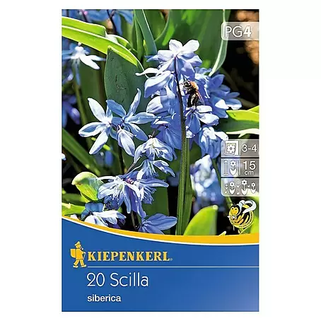 Kiepenkerl  Frühlingsblumenzwiebeln Sibirisches Blausternchen
