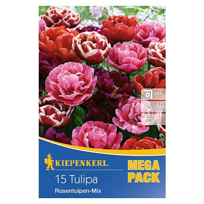 Kiepenkerl Frühlingsblumenzwiebeln Tulpe 'Riesentulpen Mix' (Tulipa x hybride) | BAUHAUS