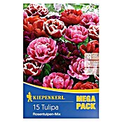 Kiepenkerl Frühlingsblumenzwiebeln Tulpe 'Riesentulpen Mix' (Tulipa x hybride) | BAUHAUS