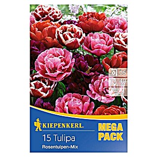 Kiepenkerl Frühlingsblumenzwiebeln Tulpe 'Riesentulpen Mix' (Tulipa x hybride)