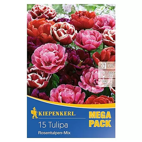 Kiepenkerl  Frühlingsblumenzwiebeln Tulpe 'Riesentulpen Mix'