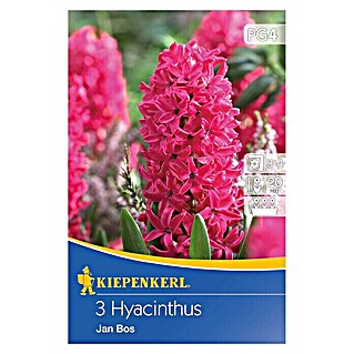Kiepenkerl Frühlingsblumenzwiebeln Hyazinthe 'Jan Bos' (Hyacinthus, 3 Stk.)