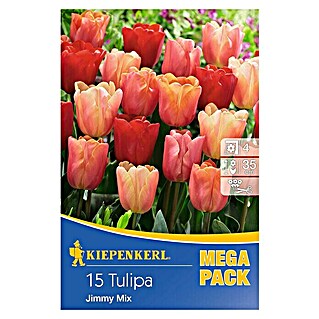 Kiepenkerl Frühlingsblumenzwiebeln Tulpe 'Jimmy Mix' (Tulipa x hybride)