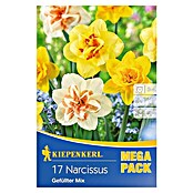 Kiepenkerl Frühlingsblumenzwiebeln Gefüllter Narzissen-Mix (Narcissus, 17 Stk.) | BAUHAUS