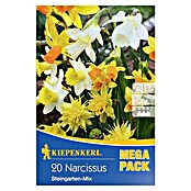 Kiepenkerl Frühlingsblumenzwiebeln Narzisse 'Steingarten-Mix' (Narcissus, 20 Stk.) | BAUHAUS