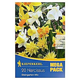 Kiepenkerl Frühlingsblumenzwiebeln Narzisse 'Steingarten-Mix' (Narcissus, 20 Stk.)