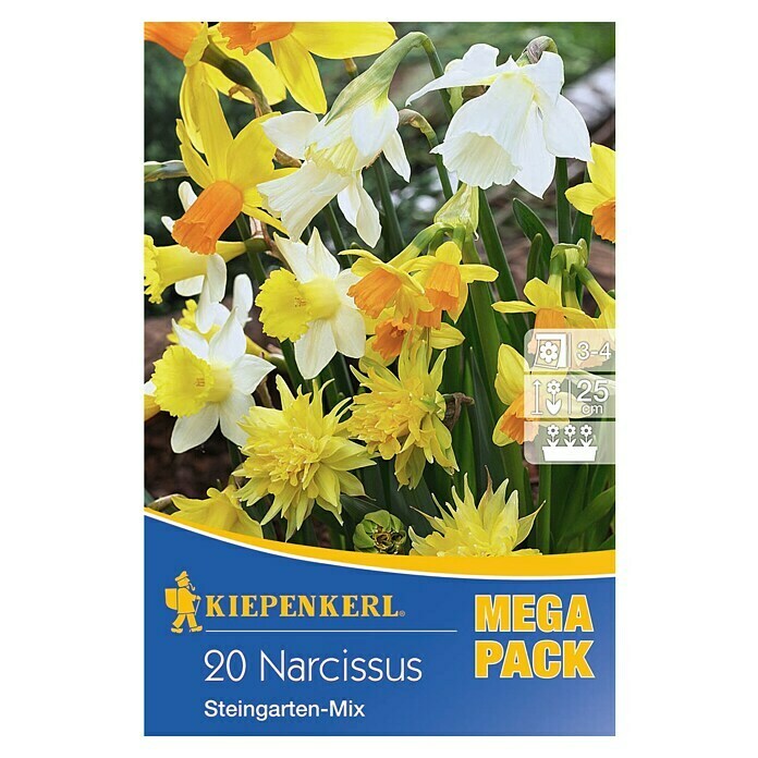 Kiepenkerl Frühlingsblumenzwiebeln Narzisse 'Steingarten-Mix'Narcissus, 20 Stk. Front View